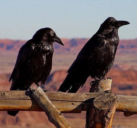 Burung Gagak (Ravens & Crows)